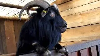 Saugeiler Ziegenbock