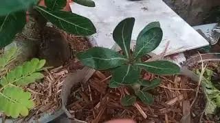 MUDEI MINHAS  PLANTAS DE LUGA E DEI UMA ORGANIZADA 