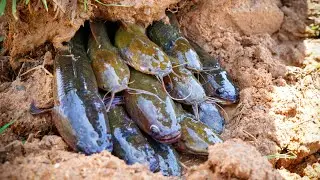 BooM!... Catch Fish in Underground Mud Hole!! Unbelievable Fishing Videos