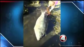 Man faces charges for harassing manatee calf