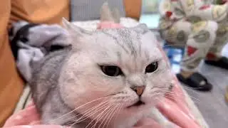 For the touchscreen version of the cat click on the areas that don t make noise#First-pers