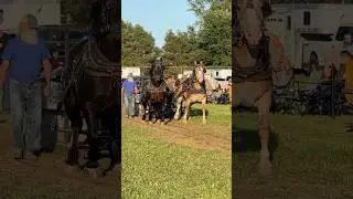 FULL PULL of 8,000 POUNDS! Draft horses rock it #belgian #horse -#pull