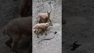 alpine goat(kambing alpine) #animals #nature #wildlife