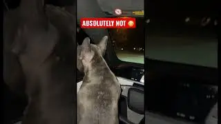 😩NEVER letting My Dog Drive the Tesla EVER AGAIN 🤬😳 WOULD YOU TRUET THIS⁉️ INSTANT REGRET #Shorts