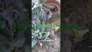 Winter Gardening ￼. #greens #collards #tree #collardtree #sogood #yummy #food #sustainability ￼