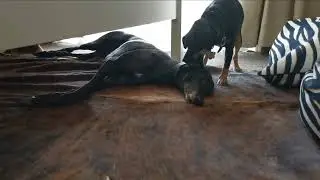 Greyhound As Pet | Dog Adoption | Retired Racer & Stray Dog 2021 Summer