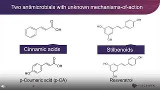 Investigating antimicrobial mechanisms-of-action using automated genome-wide and gene-specific...