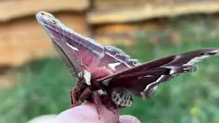 Ceanothus silk moth (Hyalophora euryalus)