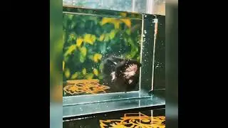 copper black betta fish || not for sale || #shorts