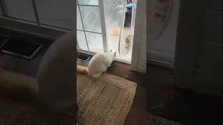 Cat Ninjutsu Skill 2-Casual Ambush!😹🥷#shorts #cat #funny #ninja #catvideos