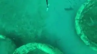 Sand Tiger Shark 6 21 2014 012