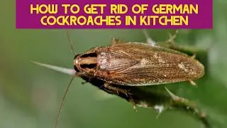 How to Get Rid of German Cockroaches in Kitchen (Naturally)