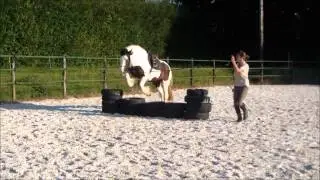 VALLIS, jument pleins papiers Irish Cob à vendre 4500 euros