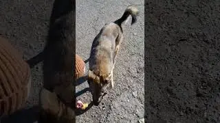братья наши меньшие #топ #cat #animals #cute #horse #chat #лошади #love #funny #catlover