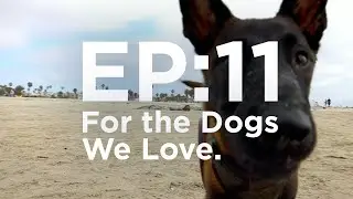 Amazing New Products for Dog Lovers