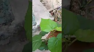 Qual ser&aacute; a altura que vai ficar ?🤔 #plantas #vidanaro&ccedil;a