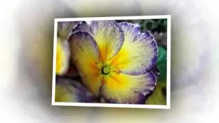 Primula - garden plants