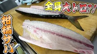脂で真っ白！全身が大トロ級！愛媛産の『みかんサバ』でみんな幸せ！！！