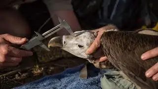 Save Southern Africa's Vultures! - Wildlife Act | Rhino Africa