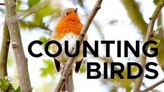 Bird migration at Weymouth Woods | Sci NC