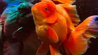Big Giant Oranda Goldfish