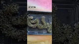 Growing seeds #plants#Amma ❤️#timelapse#ytshorts #telugushorts#viralshorts#plants#grow