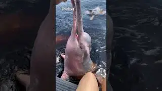 Pink river dolphins 🇧🇷 Amazon Rainforest #explore #brazil #youtube