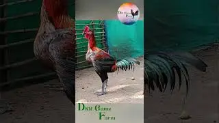 Chick 🐥 to Rooster 🐓 Peru Cross  #shorts #Youtubeshorts #shortsvideo