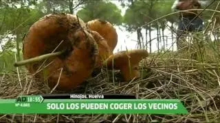 Comienza la temporada de níscalos en Hinojos