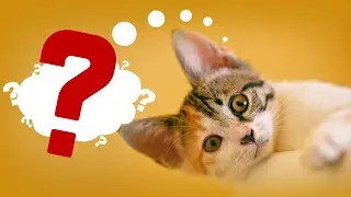 Do Cats Really Have a Good Memory? The Answer Might Surprise You!