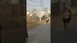 lion attack on forest for litle girl | #jungletiger #bangaltigar #lion