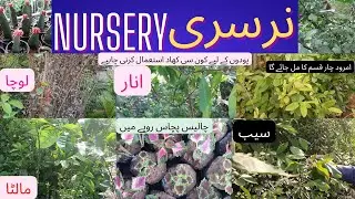 Plant Nursery | phal dar pody | Khubsurat or nayab pody munasib qeemat me | Prices