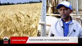 Dookumantarii Aanaa Roobee || Biyya Roobaafi nagayaa