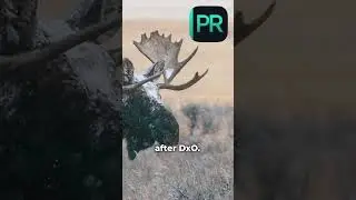 Лучшее программное обеспечение для удаления шума с изображений &mdash; это...? (Lightroom против Topaz ...