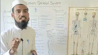 Human Skeletal System||Names of Bones-How to memorize-Explain by shakir waheed