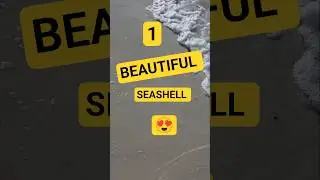 1 Прекрасная морская ракушка 😍 #морскиеракушки #сборракушеквоФлориде