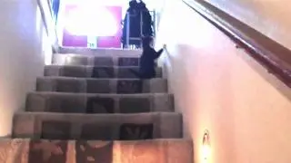 AMAZING! Fetching kitten named Fish, plays on the stairs! HD