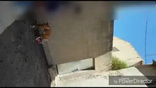 Perro escalando