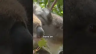 koala spatial memory 1/2 #short #animals #wildlife