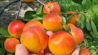 Абрикос Пін Кот.На базарі брали тільки його.