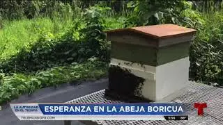 CH 2 TELENOTICIAS - KARMA HONEY PROJECT