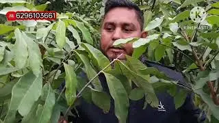 बाहर का बारहमासी रियल वैरायटी हेल्दी पौधे मिलेगा न्यू सुहाना नर्सरी पर 
