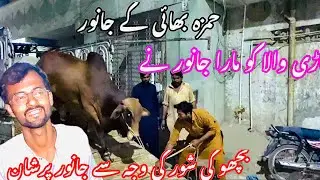 Heavy janwar unloading || Janwar uthar kar bhag gya || dangerous bachra unloading vlog