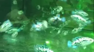 Cichlasoma 