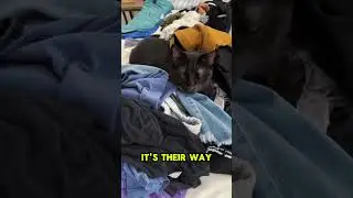 Kitten Hid Inside Laundry Pile 🧺🐱