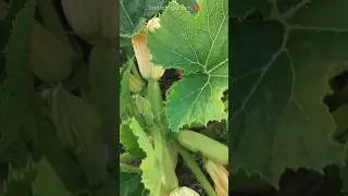 நம்ம ஊர்ல இருக்கா இந்த புது வகை பூசணி?! #gardenideas #terracegarden #gardening #pumpkin #shorts