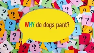 WHY SERIES - WHY do dogs pant? | General Knowledge
