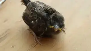 Caring for an Ill Baby House Sparrow