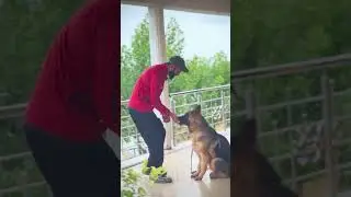 German Shepherd Bruno's Amazing Transformation at Pet Secret Dog Training Center | Islamabad