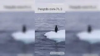Penguin core Pt. 2 🐧 #penguin #penguins  #animals #animalcore #penguincore #shorts
